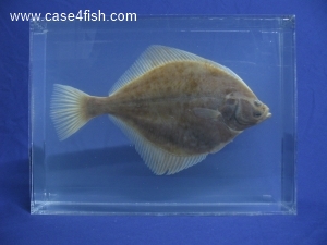 Foto Galerie/Pleuronectiformes/Platichthys flesus/Platichthys flesus_01_S.jpg